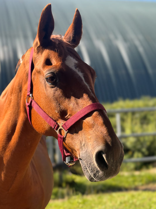Halfter Basic Burgundy