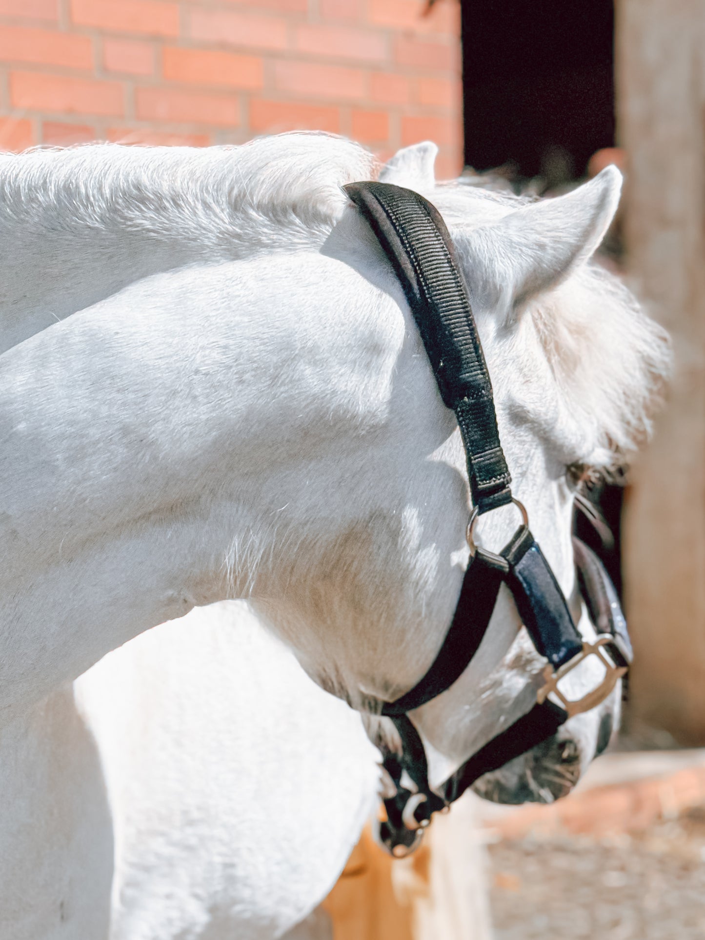 Glitzer Halfter BLUE LAGOON