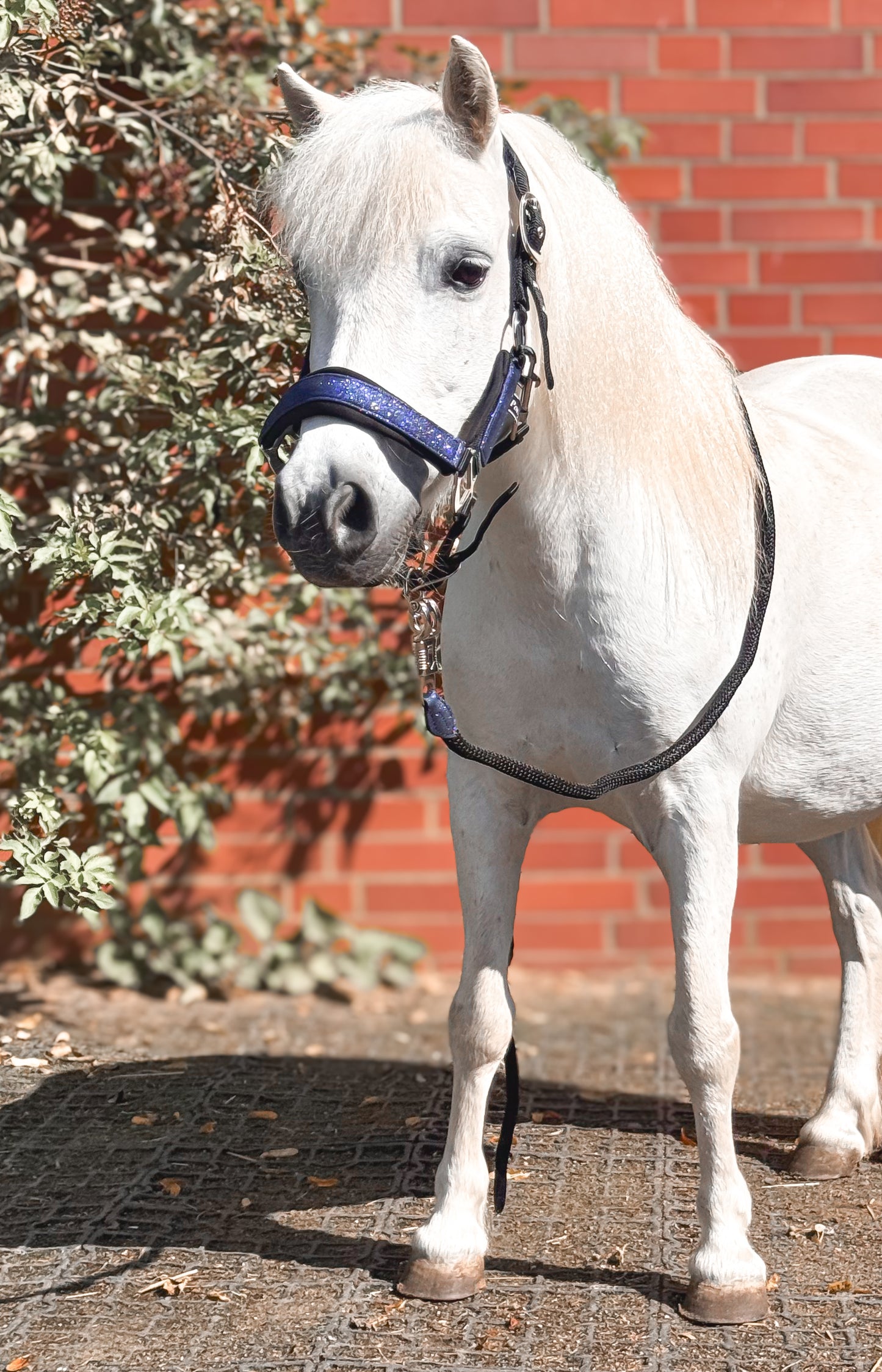 Glitzer Halfter BLUE LAGOON