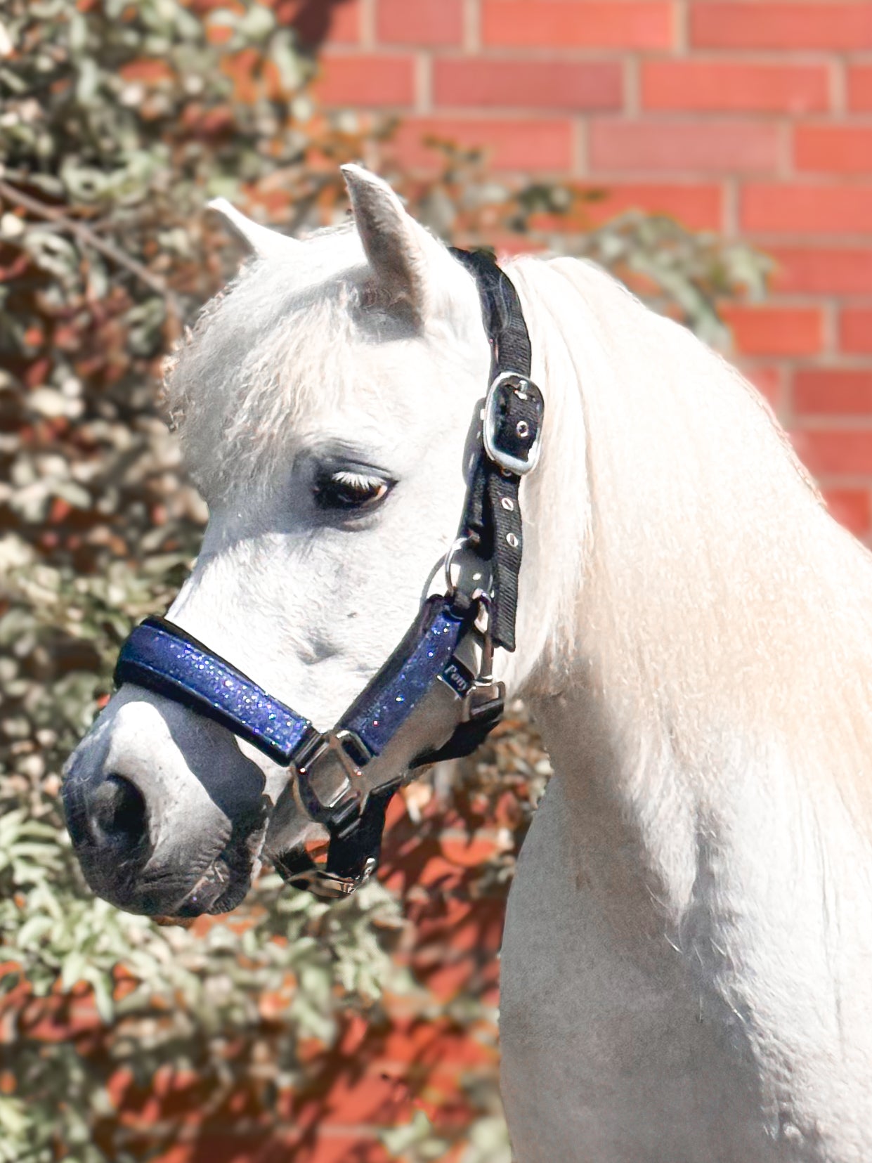 Glitzer Halfter BLUE LAGOON